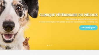 0-clinique veterinaire du piejoux